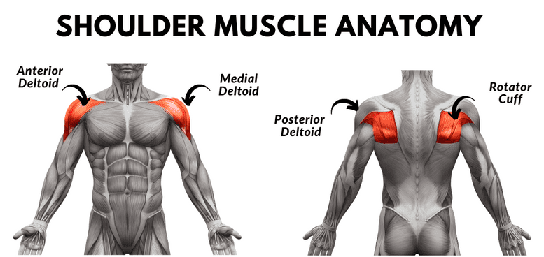 Exercise for deltoid muscle at home sale